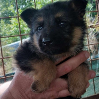 Cuccioli di cane in vendita