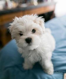 Maltese toy