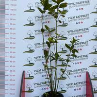 Laurus nobilis pianta siepe