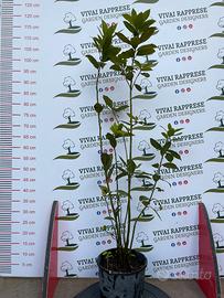 Laurus nobilis pianta siepe