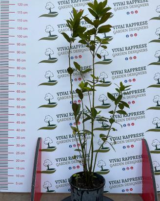 Laurus nobilis pianta siepe