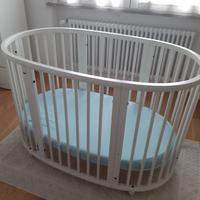 culla evolutiva stokke