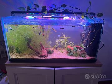 Acquario