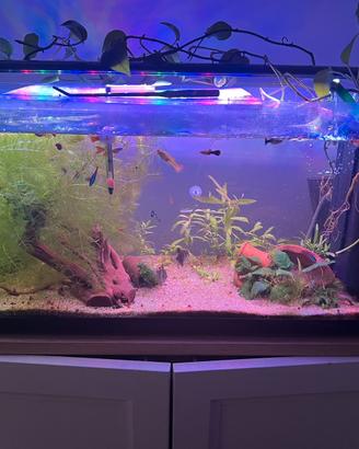 Acquario