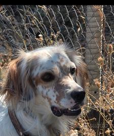 Setter inglese maschio