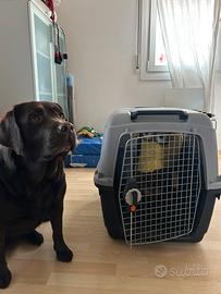 Trasportino per Cani