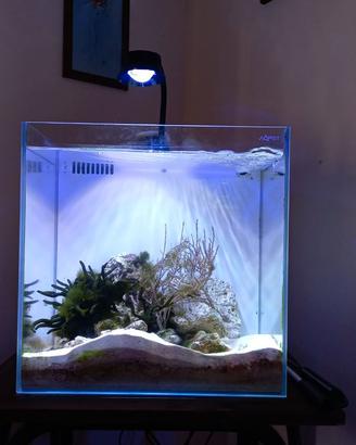 Acquario marino Aqpet Kubo Reef