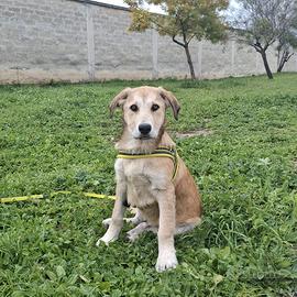 ETNA meraviglia in adozione