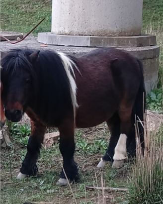 Poni