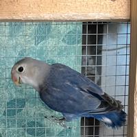 Inseparabile pappagallo