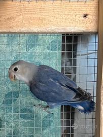 Inseparabile pappagallo