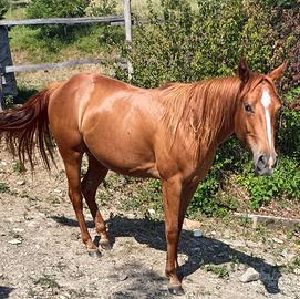 Quarter Puledra 2023