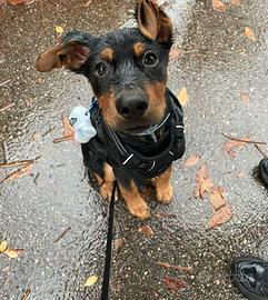 Cucciolo 8 mesi Brescia