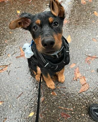 Cucciolo 8 mesi Brescia