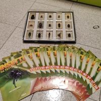 RBA Insetti da tutto il mondo