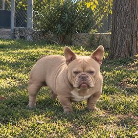 Stallone micro bully