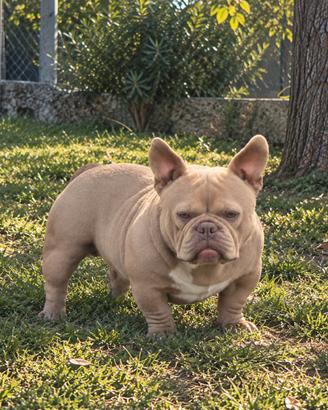 Stallone micro bully