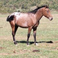 Appaloosa