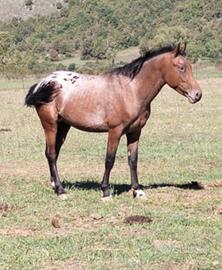 Appaloosa