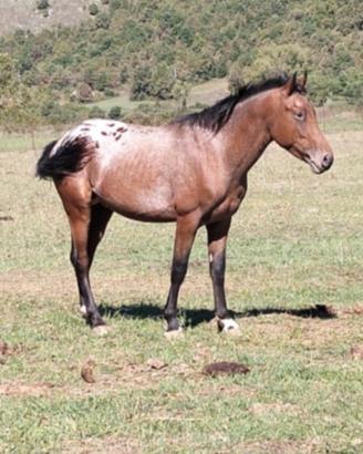 Appaloosa