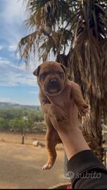 Pit bull ukc