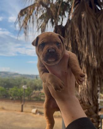 Pit bull ukc