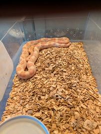Serpente del grano