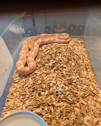Serpente del grano