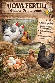 Galline ornamentali