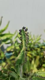 Pianta Grassa Kalanchoe Daigremontiana