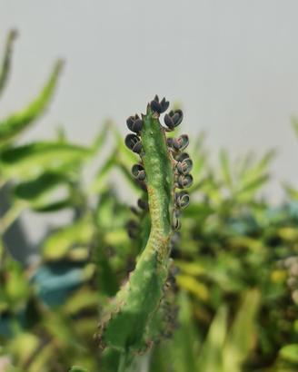 Pianta Grassa Kalanchoe Daigremontiana