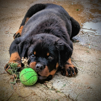 Disponibili cuccioli rottweiler
