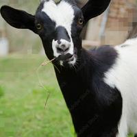 C.E.R.C.O. capra tibetana nana