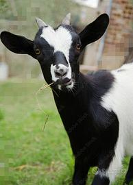 C.E.R.C.O. capra tibetana nana