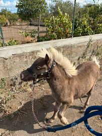 Mini pony