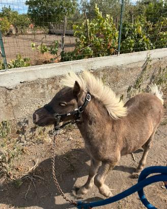 Mini pony