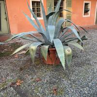 AGAVE