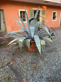 AGAVE