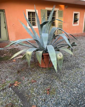 AGAVE