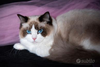 Ragdoll adulta WhiteAngels Orwen