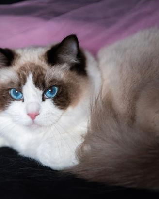 Ragdoll adulta WhiteAngels Orwen