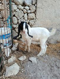 capretto maltese 