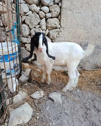 capretto maltese 