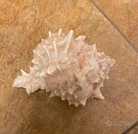 Conchiglia di murice (famiglia Muricidae)