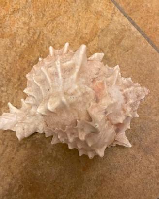 Conchiglia di murice (famiglia Muricidae)