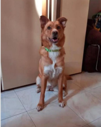 Cane meticcio