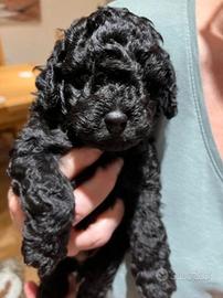 Cuccioli di barboncini toy neri femmine
