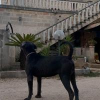 Cane corso monta