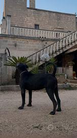 Cane corso monta