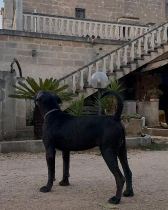 Cane corso monta